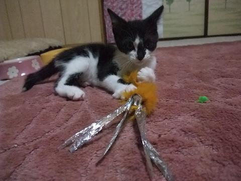 げっちゅ。