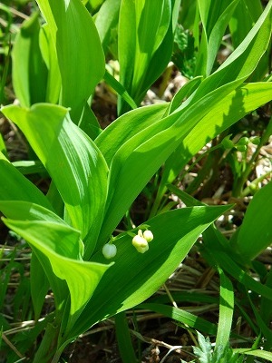 入笠山　すずらん