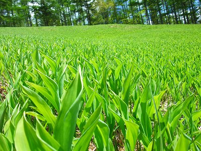 すずらんの大群落