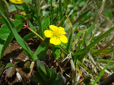 入笠山　黄色花