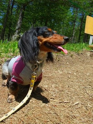 暑いだワン ラム