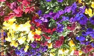 ３月の長居公園2