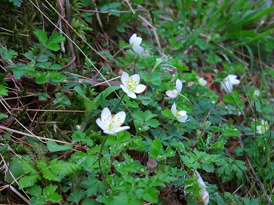 入笠山 ニリンソウ