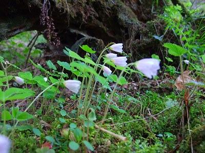 入笠山 ニョイスミレ