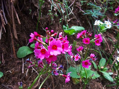 入笠山 クリンソウ