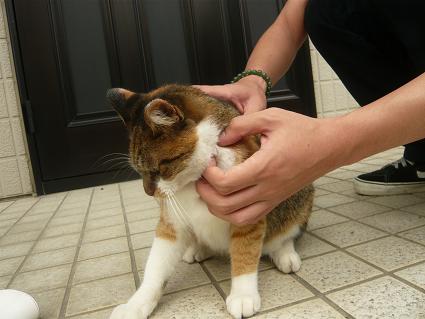 a neko 2.jpg