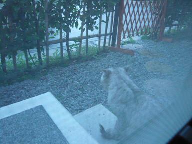 場所を空けるガウちゃん