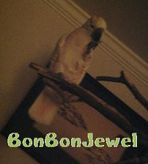 0128 Dinner0005-Anela.jpg