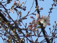 UNI_1748 (240x180).jpg