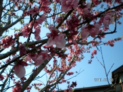 UNI_1753 (240x180).jpg