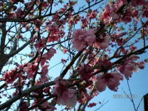 UNI_1754 (300x225).jpg