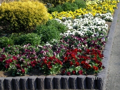 UNI_1750 (240x180).jpg