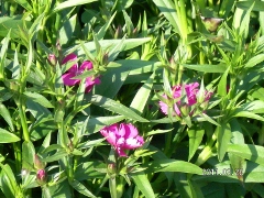 UNI_1752 (240x180).jpg