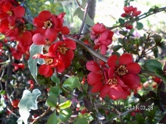 UNI_1755 (300x225) (240x180).jpg