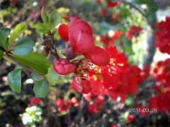 UNI_1756 (240x180).jpg