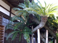 UNI_1760 (240x180).jpg