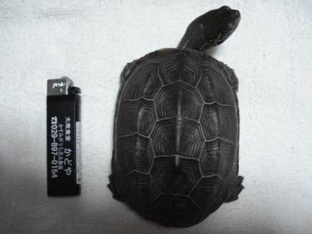 めいとライター.JPG