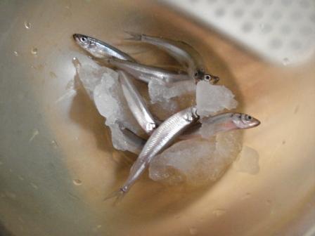 ワカサギ釣れた.JPG