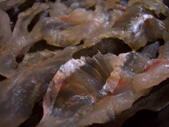 ひげだら昆布締め２日目.jpg
