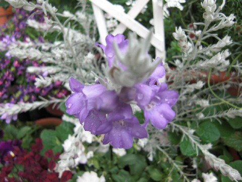 ちっぴー 006.jpg