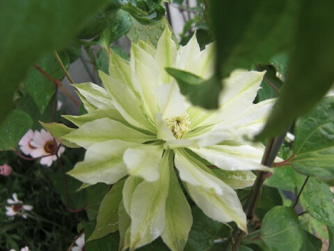 ちっぴー 005.jpg