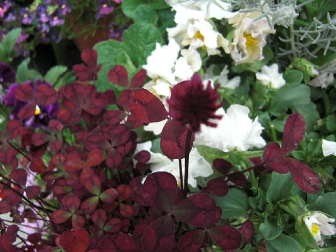 ちっぴー 007.jpg