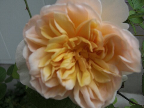 ちっぴー 008.jpg