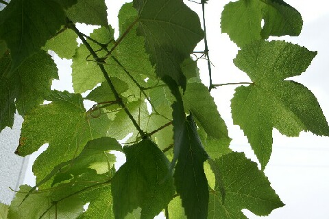 ちっぴー 010.jpg