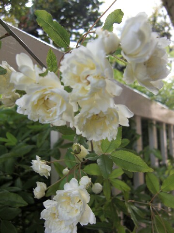 ちっぴーＨ22.30 019.jpg