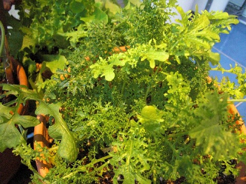 コピー ～ ちっぴーＨ22.30 012.jpg