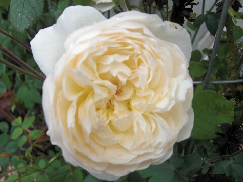 ちっぴー 009.jpg