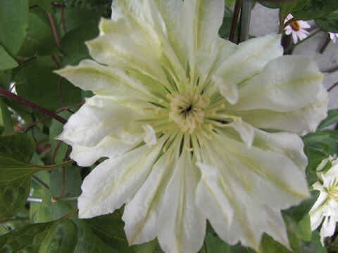 ちっぴー 014.jpg