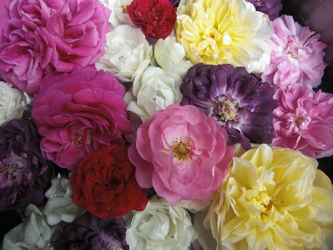 ちっぴー 012.jpg