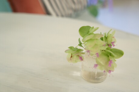 ちっぴー 003.jpg