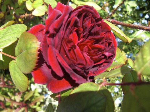 ちっぴー 008.jpg