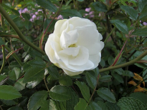 ちっぴー 003.jpg