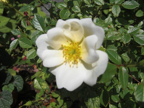 ちっぴー 011.jpg