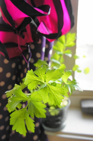 ちっぴーH22.3.29 004.jpg