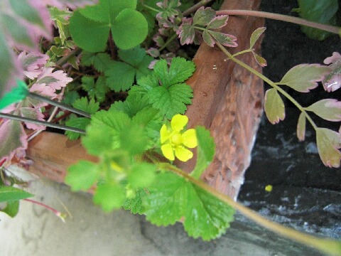 ちっぴー 012.jpg