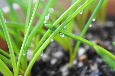 ちっぴーH22.3.29 001.jpg