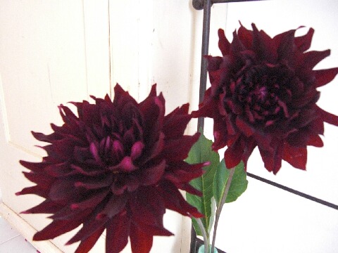 ちっぴー 007.jpg