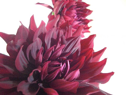 ちっぴー 019.jpg