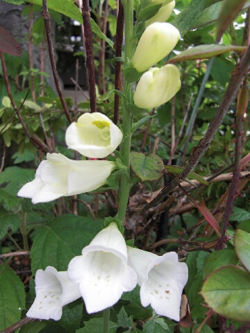 ちっぴー 002.jpg