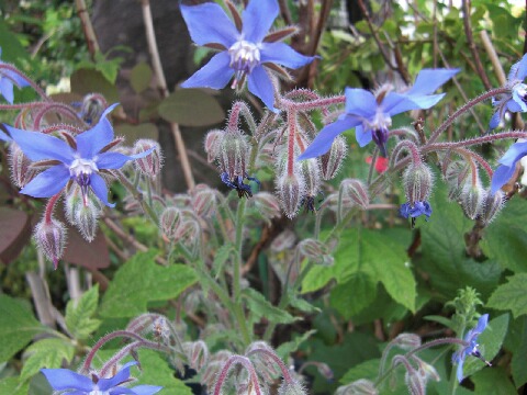 ちっぴー 003.jpg