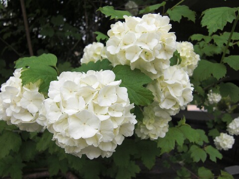 ちっぴー 006.jpg