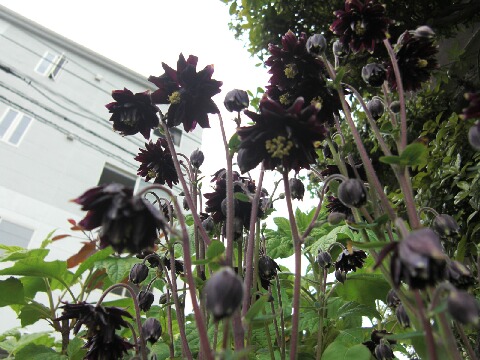 ちっぴー 009.jpg