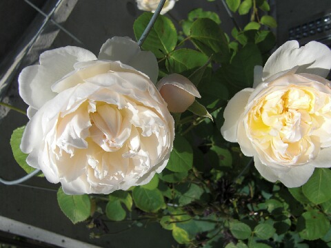 ちっぴー 013.jpg