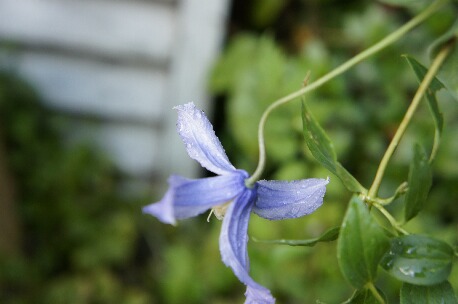 ちっぴー 002.jpg