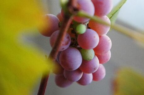 ちっぴー 023.jpg