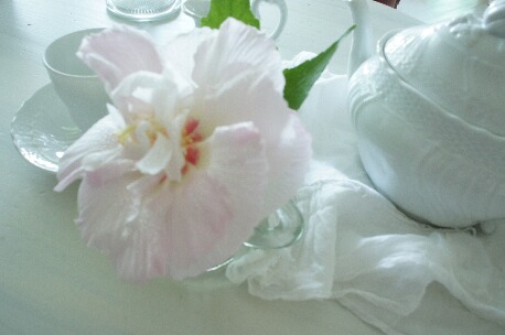 ちっぴー 007.jpg